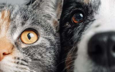 The Hidden Truth About Pet Comfort and Well-Being