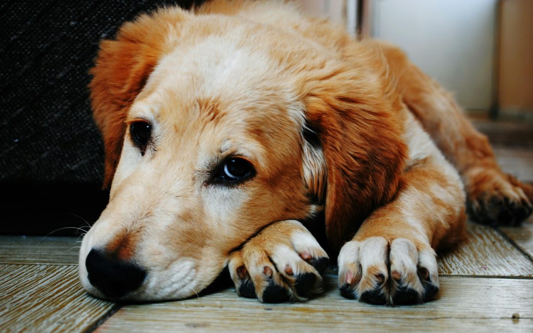 Spotting Boredom in Pets and Quick Fixes