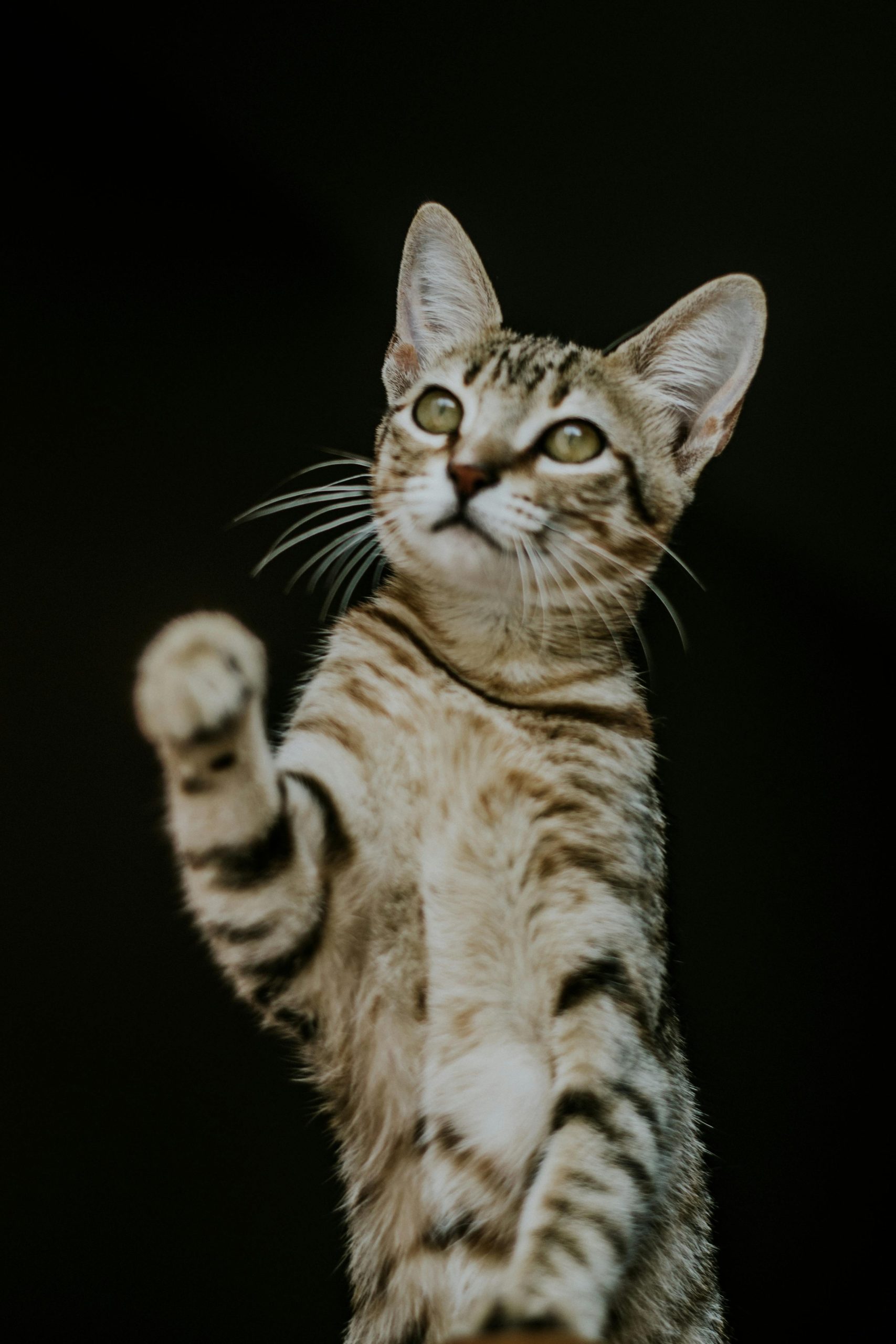 Pet Routines Explained: Finding the Right Balance