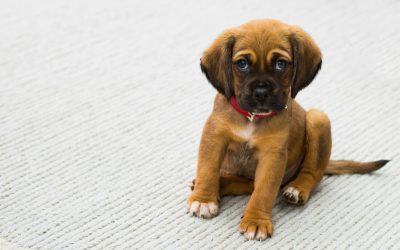 Stress-Free Tips for Introducing a New Pet