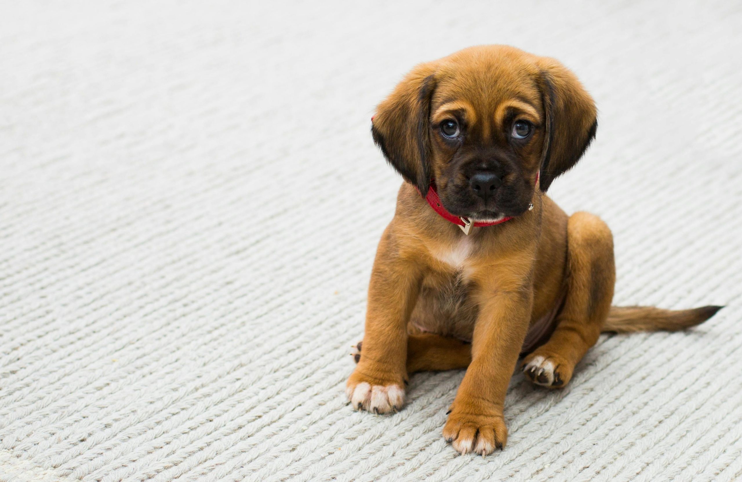 Stress-Free Tips for Introducing a New Pet