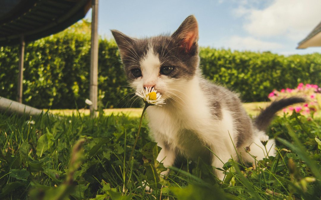 Thriving Indoors vs Outdoors Key Pet Care Differences